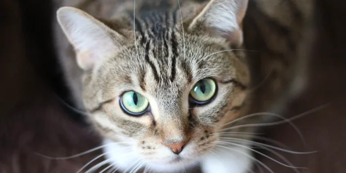 Disagi psicologici nel gatto, come riconoscerli
